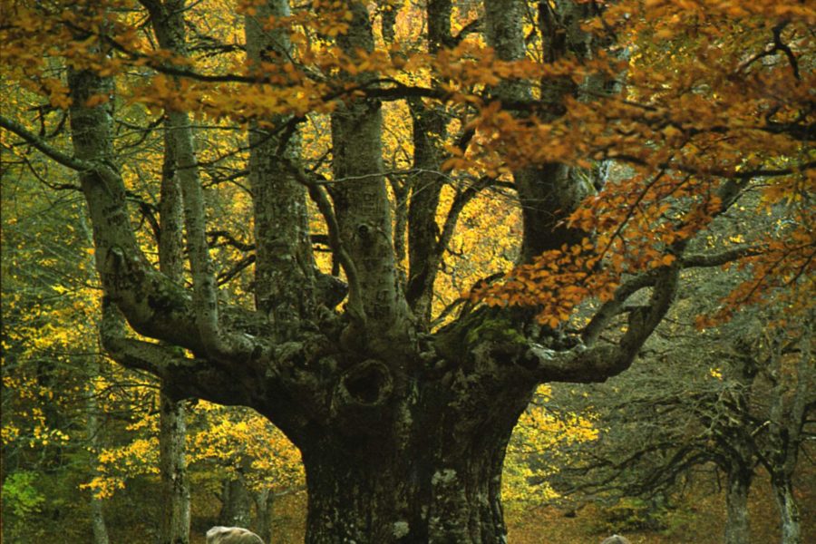 Il recupero del Bosco di Sant’Antonio a Pescocostanzo