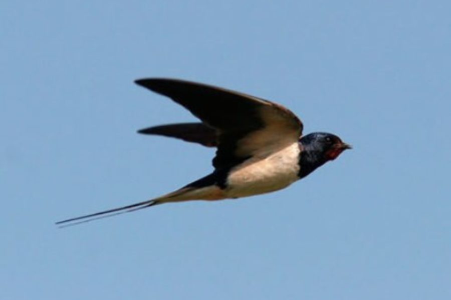 Rural landscape and biocultural diversity: the swallows in Italy