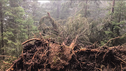 alberi caduti trentino